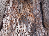 DSCN1604  Acorn woodpeckers still at work here