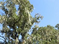 DSCN1607  wreathed with lichen.