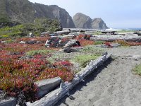 DSCN1611  Ice plants, driftwood and picnic tables