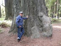 DSCN1632  Rolf getting a sense of the coastal Big Trees
