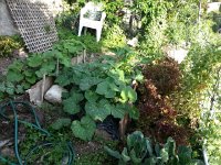 20140701 185441  Documenting the garden