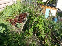 20140701 185514  It was looking good early in July