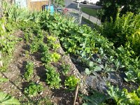 20140701 185559  I will be curious to see the garden condition when we return