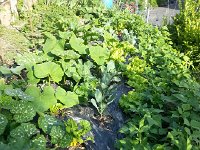 20140701 185612  For the moment in early July it looks good!