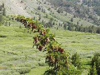 DSCN1790  Mountain hemlock
