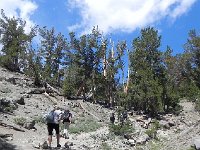 DSCN1794  Dry tree line environment