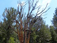 DSCN1797  Statuesque snag