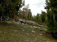 DSCN1814  An odd, almost prehistoric feel to the subalpine