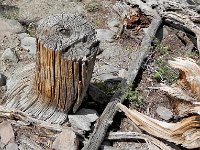 DSCN1817  Coarse woody debris