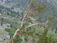 DSCN1820  More evidence of the prevailing winds