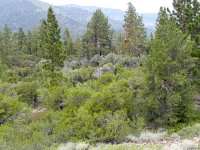 DSCN1822  Old-growth Cercocarpus - mountain mahogany