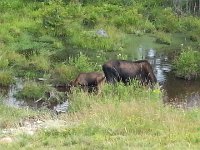 20140730 165550  Everyone stopped to see a moose cow