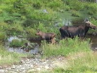20140730 165557  and her calf. There were a lot of Moose Crossing signs.