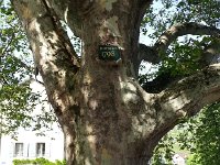 20140608 170342  while I went to Cully where we have this 220 year old sycamore