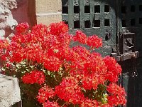 20140627 104528  Geraniums in the Clos de Rodioz just above us