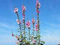 20140627 104921  Hollyhocks