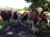 IMG 0113  Amongst the curious heifers