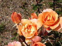 IMG 0124  Roses are planted to serve as indicators of disease