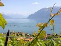 IMG 0126  Still it is about grapes and wine