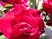 IMG 0127  They add to the beauty