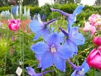 20140611 170833  Delphinium?