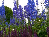 20140611 170901  Infloresences