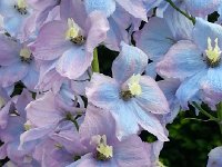 20140611 171000  Delicate hues