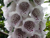 20140611 171216  Digitalis