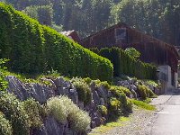 20140609 102322  Hedges as I approach the edge of town