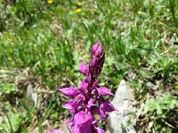 20140609 140056  Wild orchid