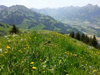 20140609 142035  Fields of flowers on