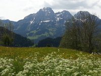 20140601 115802  Flowers in the field