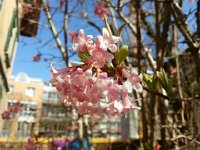 20140310 114112  Blooms at my office in Bern