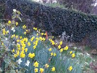 20140327 070649  27 March - Daffodils next to the staircase through the vineyard on the way to the station.
