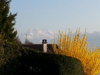20140328 174947  Dents du Midi and forsythia
