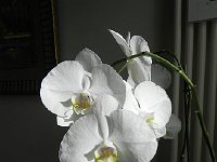 DSCN1255  Just keep it near the heat!