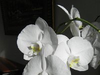DSCN1256  The orchid thrives in our dining room