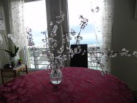 DSCN1269  Cherry blossoms from our front staircase