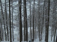 queyras-08  We skiied down the north side of the ridge through larch forests