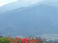 20140504 104115  Poppies blooming on the dry Valais hillside.