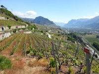 20140504 112449  The typical Valaisanne landscape with the floodplain of the Rhone on the right and the vineyards on the left