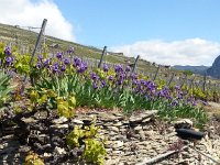 20140504 114435  Irises in bloom on the retaining walls