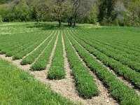 20140504 143405  Climbing out of the ravine we passed these fields of aromatic herbs.