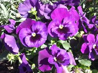 20140504 154618  blooming around the tiny village square