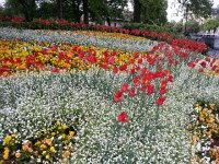 20140502 093223  Beautiful but they will last only this month!