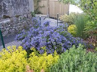 20140506 074150  May 6- the Ceonothus in the neighbor&#39;s garden