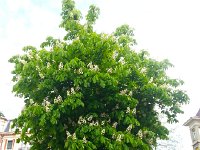 20140508 155708  May 8- Marronnier in Bern