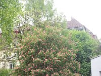 20140509 140859  May 9- Marronnier with different colored flowers, also in Bern