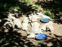 20140519 113739(0)  Turtles sunning themselves in Bern