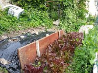 20140519 181830  Already producing lettuce